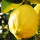 15 Kg. Limones Ecológicos