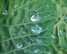 Col_Horteta_1000x421