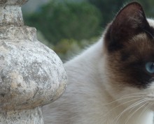Gatet_atent_1000x422
