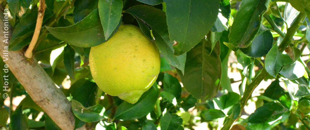 Limones de cultivo ecológico